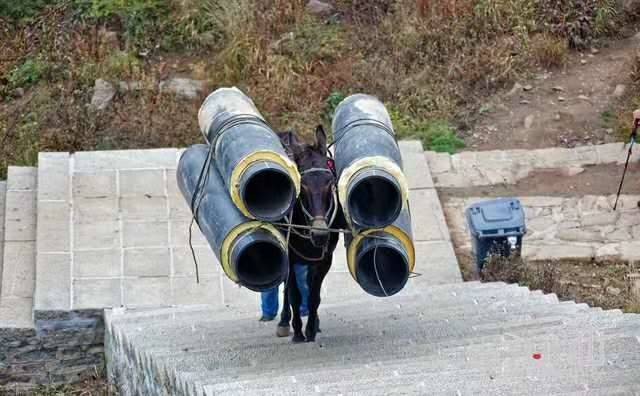 广州马帮运输